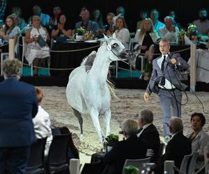 Prawie 640 tys. euro za konie na aukcji Pride of Poland