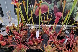 Egzotyczny świat zawitał do Bydgoszczy! ZooEgzotyka 2025 i Targi Akwarystyki przyciągnęły tłumy