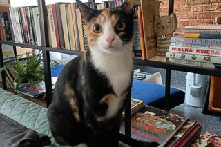 Tramwajowe koty szukają domu. Fabryka Mruczenia, mały Duńczyk i spółka polecają się do adopcji.