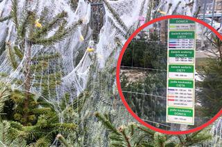 Choinki prosto z ulicy. Ile kosztują drzewka na mieście?