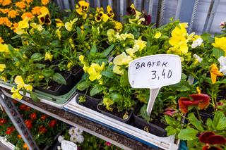 Bratek – 3,40 zł/szt.