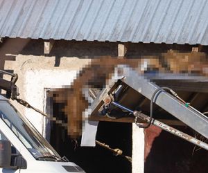 Horror koło Ostródy. Zwierzęta konały bez światła, wody i jedzenia