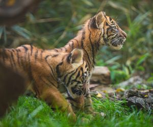 Niesamowite narodziny we wrocławskim zoo. Na świat przyszły cztery tygrysy sumatrzańskie 