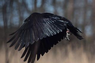 KInferi  Inferi  poszukiwany! Ptasi aktor oddalił się od właściciela. Pomóż go odnaleźć! [5.03.2024]