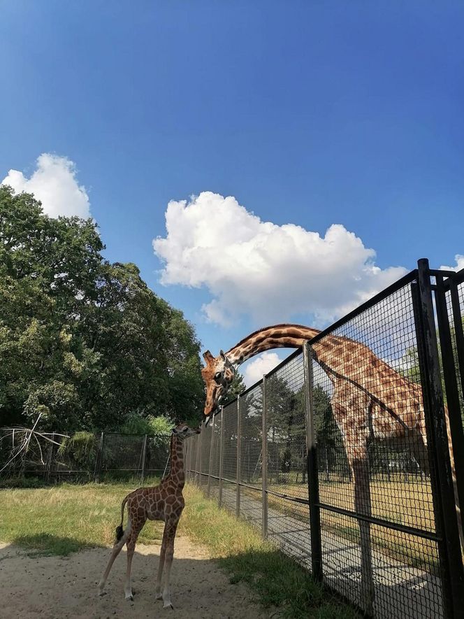 Mała żyrafa w warszawskim zoo