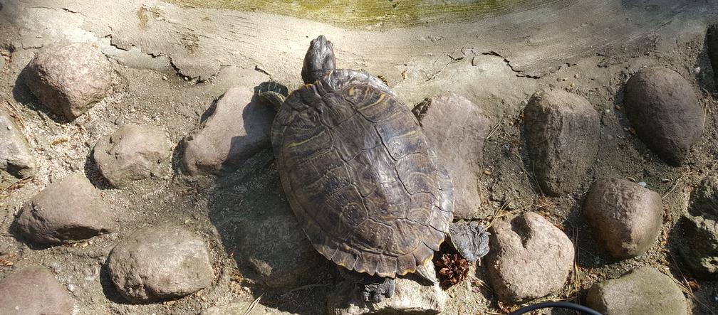 Światowy Dzień Żółwia