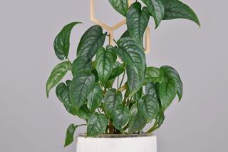 Monstera siltepecana