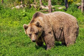 Wybieracie się w Tatry? Uważajcie na spacerujące niedźwiedzie! Te spacerują po szlakach