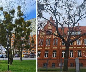 Te stare bydgoskie drzewa są w fatalnej kondycji. Dostaną drugą szansę, zajmie się nimi arborysta 