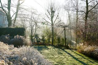 Pielęgnacja roślin zimą: co trzeba zrobić w ogrodzie zimą