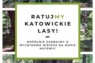 Drzewa w Lesie Murckowskim w Katowicach