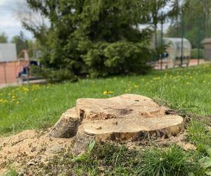 Miesiąc po wichurze, odwiedziliśmy miejsce tragedii w Rabce-Zdroju. Oto, co zobaczyliśmy