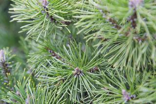 Sosna górska (kosodrzewina) 'Mops' - Pinus mugo 'Mops'