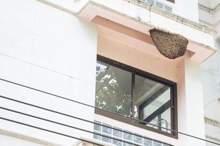 Rój pszczół na balkonie 