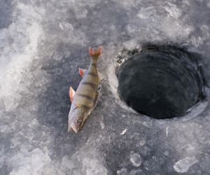 Jezioro Hańcza – najgłębsze jezioro w Polsce