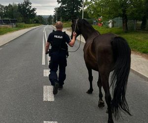 Przy drodze w pow. puławskim na Lubelszczyźnie biegały konie