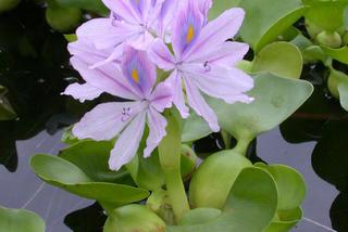Hiacynt wodny = Eichornia gruboogonkowa - Eichhornia crassipes