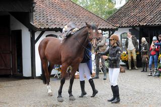 Bez żony nie radzi sobie z koniem