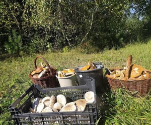 Wysyp grzybów na Podkarpaciu. Czy to najlepszy moment na grzybobranie?