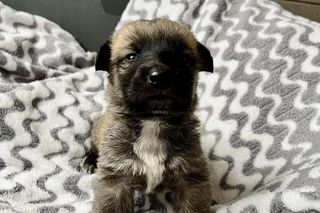 Wychudzona suczka była na łańcuchu, broniła dostępu do budy. Tam spały jej szczenięta