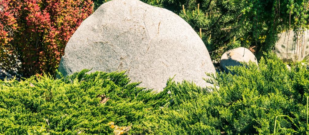 Rośliny na skalniaki