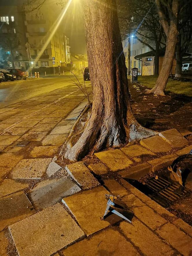 Zielone elfice uwolniły drzewo od betonu. „Jeśli to miał być żart, to arcysłaby”