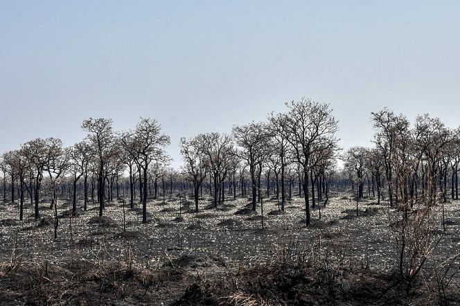 Pożar lasu Amazonia