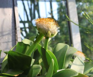 Krasnokwiat białokwiatowy