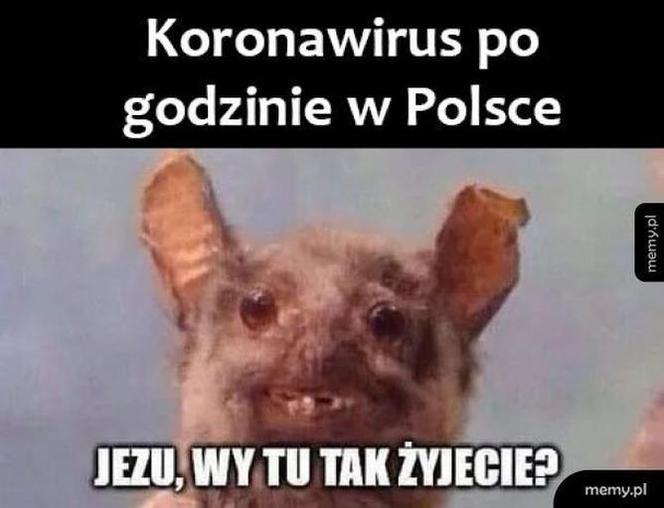Koronawirus dotarł do Polski. Jest pierwszy przypadek. Zobacz najlepsze memy