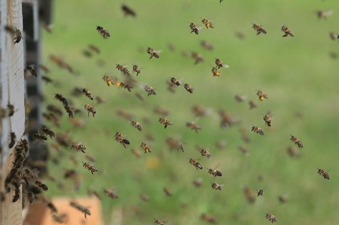  w Łomży mają zamieszkać pszczoły miodne 