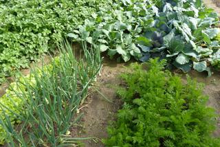 Warzywnik w ogrodzie może być ozdobny - jak uprawiać warzywa i zioła w ogrodzie