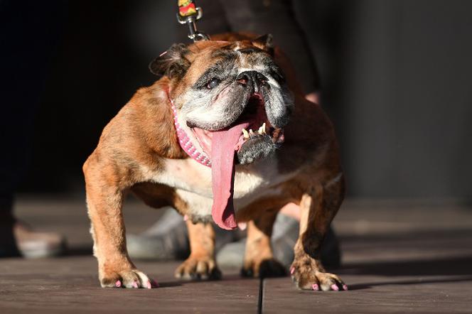 Najbrzydszy pies świata roku 2018 wybrany! Jak wygląda? [FOTO]