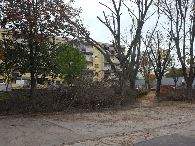 Dyskusyjne zabiegi pielęgnacyjne na drzewach na osiedlu Przyjaźni w Lesznie
