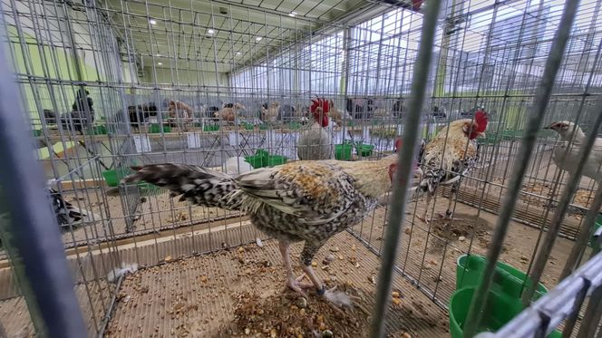 Kalisz. Rasowe gołębie, drób i króliki można podziwiać w hali OSRiR