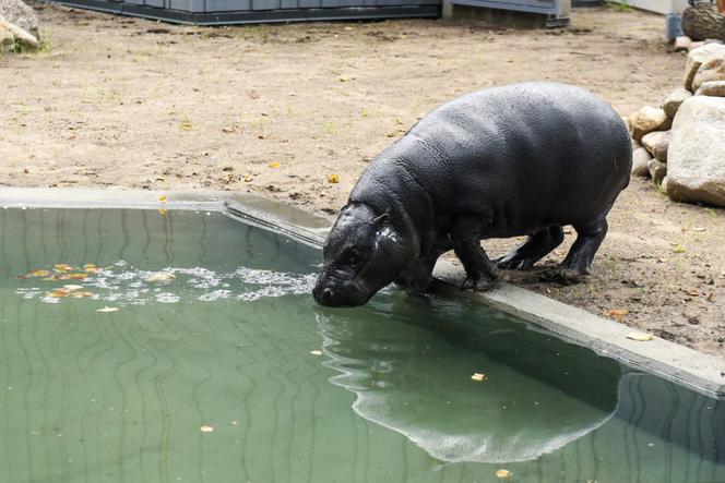 Hipopotam karłowaty zawitał do łódzkiego zoo