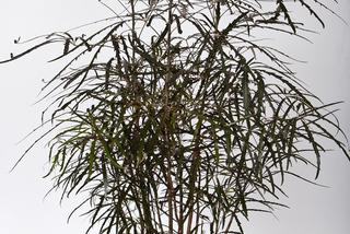 Dizygoteka wytworna - Dizygotheca elegantissima = Schefflera elegantissima