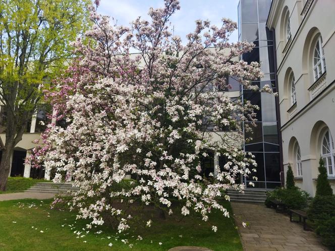 Magnolie na Dziedzińcu KUL - ponownie zachwycają swoim pięknem