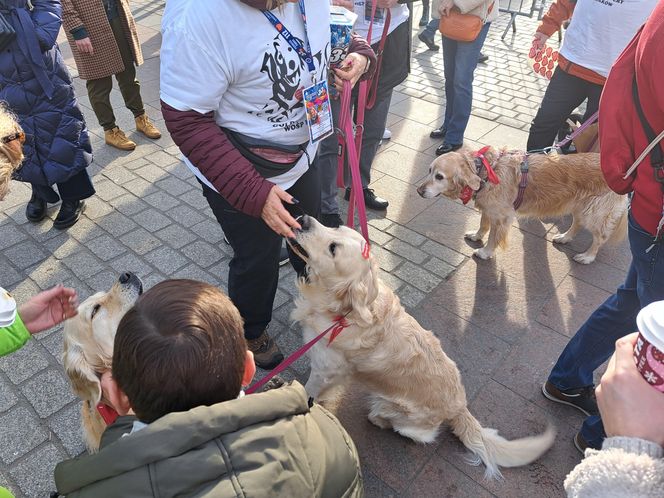 33. Finał WOŚP z grupą krakowskich Golden Retrieverów