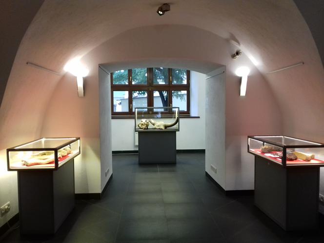 Prehistoryczna wystawa w Muzeum Dialogu Kultur w Kielcach