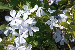 Biały ołownik uszkowaty 