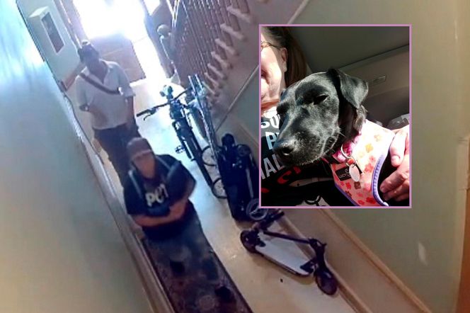 Polka oskarża PETA o kradzież psa