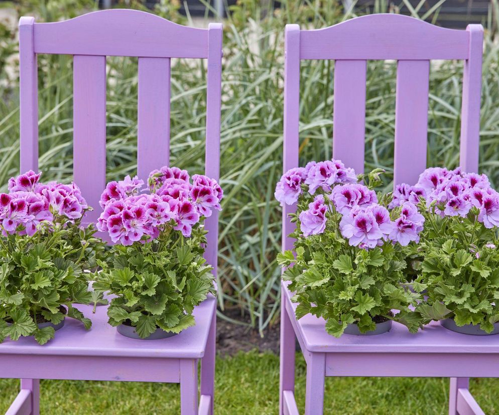 Pelargonie będą kwitły do późnej jesieni - składniki nawozu masz w kuchni!