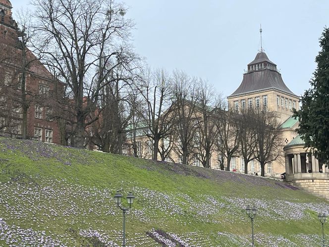 Krokusy na Wałach Chrobrego