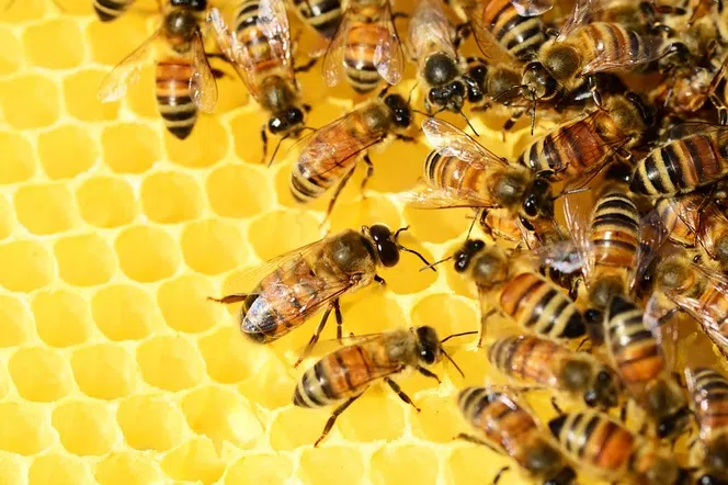  80 tys. pszczół mieszka na dachu Uniwersytetu Ekonomicznego!