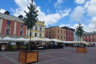 Lipy na Rynku Wielkim w Zamościu