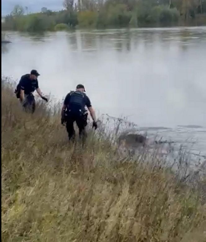 Policjanci uratowali tonącą sarenkę