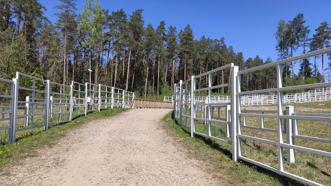 Zagroda Pokazowa Żubrów w Kopnej Górze. Unikalne miejsce na mapie Podlasia