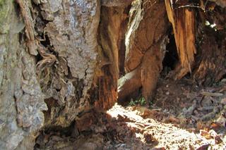 Ruiny zamku w Raciążku