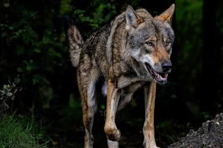 Coraz więcej wilków. Eksperci zachęcają do robienia zdjęć