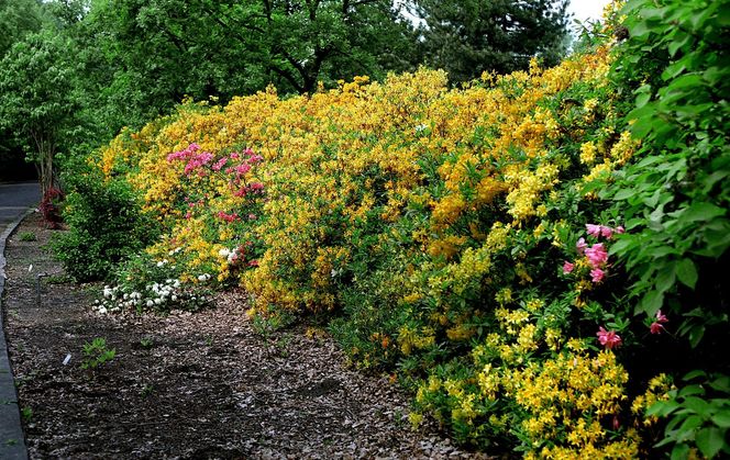 Ogród Botaniczny w Powsinie